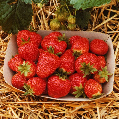 Erdbeer-Pflanze 'Korona'