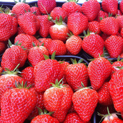 Erdbeer-Pflanze 'Lambada' - Bakker