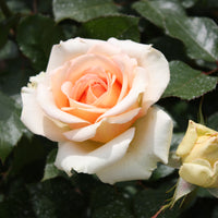 Rose Tahiti - Rosa tahiti - Rosen