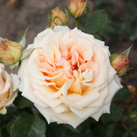 Rose Tahiti - Rosa tahiti - Großblumige Rosen