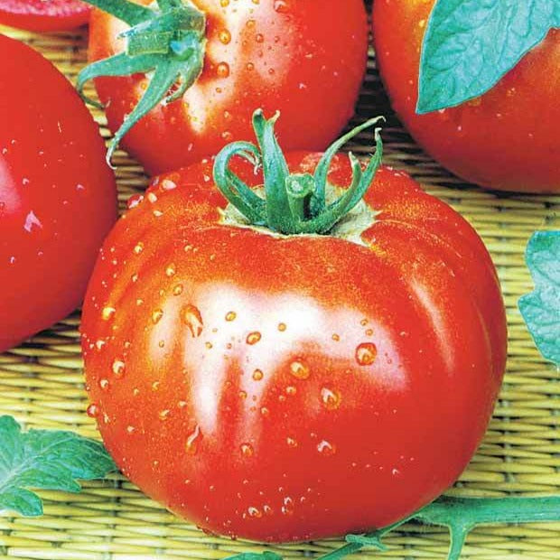 Verkauf Saatgut-Kollektion für Gemüsegarten (x7)
