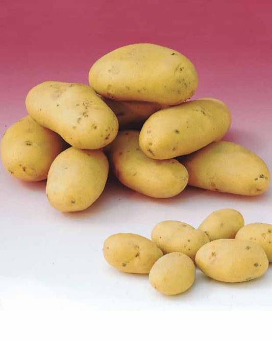 Kartoffel Caesar - Solanum tuberosum  caesar - Gemüsegarten
