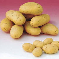 Kartoffel Caesar - Solanum tuberosum  caesar - Gemüse