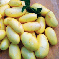 Jazzy-Kartoffeln - Solanum tuberosa jazzy - Gemüse