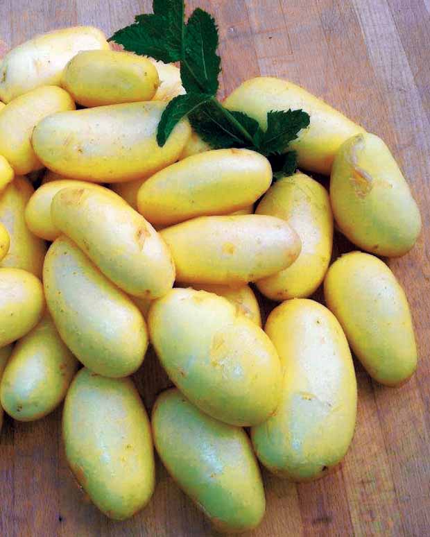Jazzy-Kartoffeln - Solanum tuberosa jazzy - Gemüse