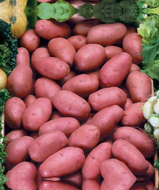 Kartoffel Rosabelle - Solanum tuberosum rosabelle - Gemüsegarten