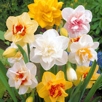 Gefüllte Narzisse 'Acropolis' - Narcissus acropolis - Blumenzwiebeln Frühlingsblüher