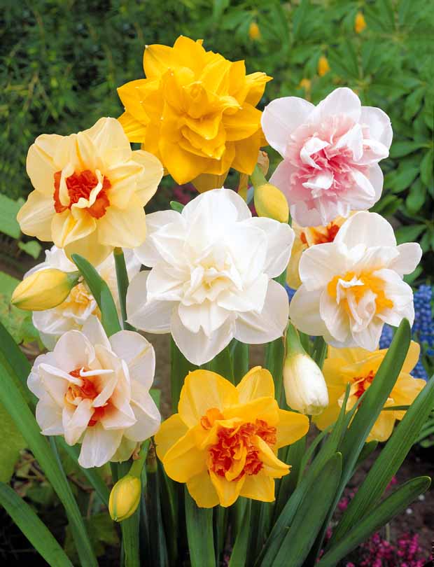 Gefüllte Narzisse 'Acropolis' - Narcissus acropolis - Blumenzwiebeln Frühlingsblüher