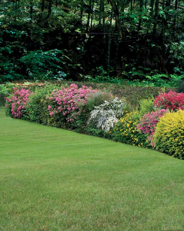 Johanniskrau, Spierstrauch, Gold-Liguster, Bartblume - Hypericum, spiraea, ligustrum aureum, caryopteris, - Gartenpflanzen