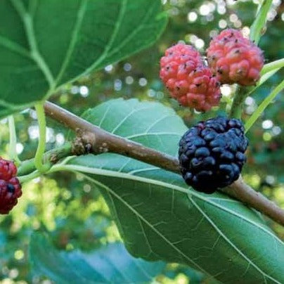 Großblättrige Maulbeere - Morus alba macrophylla