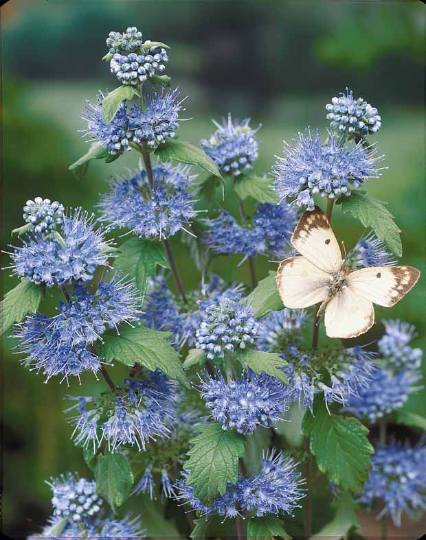 Johanniskrau, Spierstrauch, Gold-Liguster, Bartblume - Hypericum, spiraea, ligustrum aureum, caryopteris,