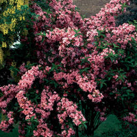 Johanniskrau, Spierstrauch, Gold-Liguster, Bartblume - Hypericum, spiraea, ligustrum aureum, caryopteris, - Pflanzenarten