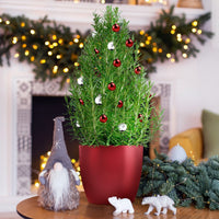 Rosmarin ' Weihnachtsbaum' - Bakker