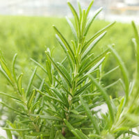 Rosmarin ' Weihnachtsbaum' - Salvia rosmarinus - Bakker