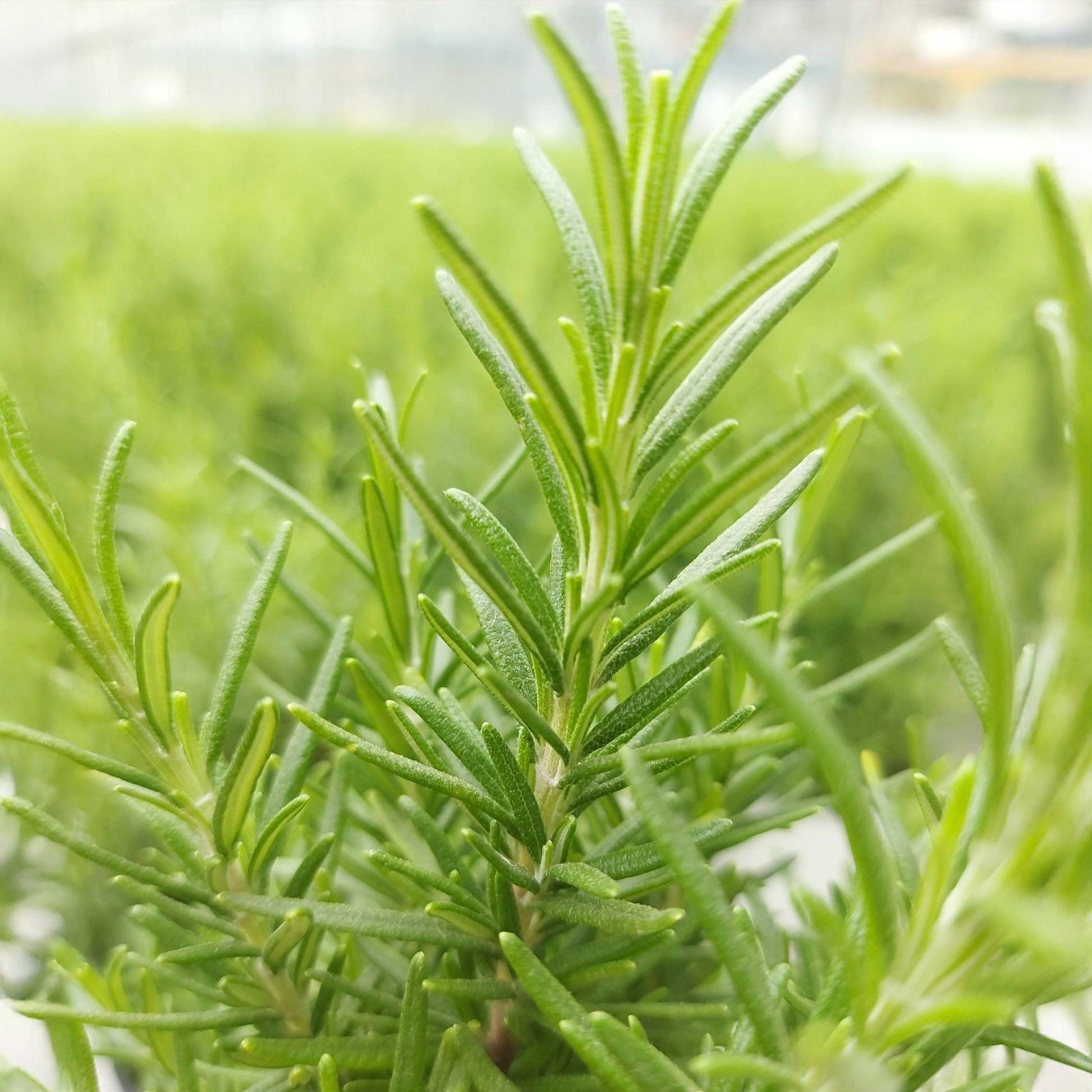 Rosmarin ' Weihnachtsbaum' - Salvia rosmarinus - Bakker