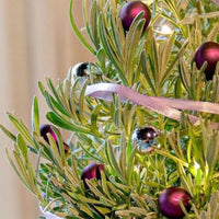 Lavendel  ' Weihnachtsbaum' - Lavandula angustifolia Christmas Tree - Bakker