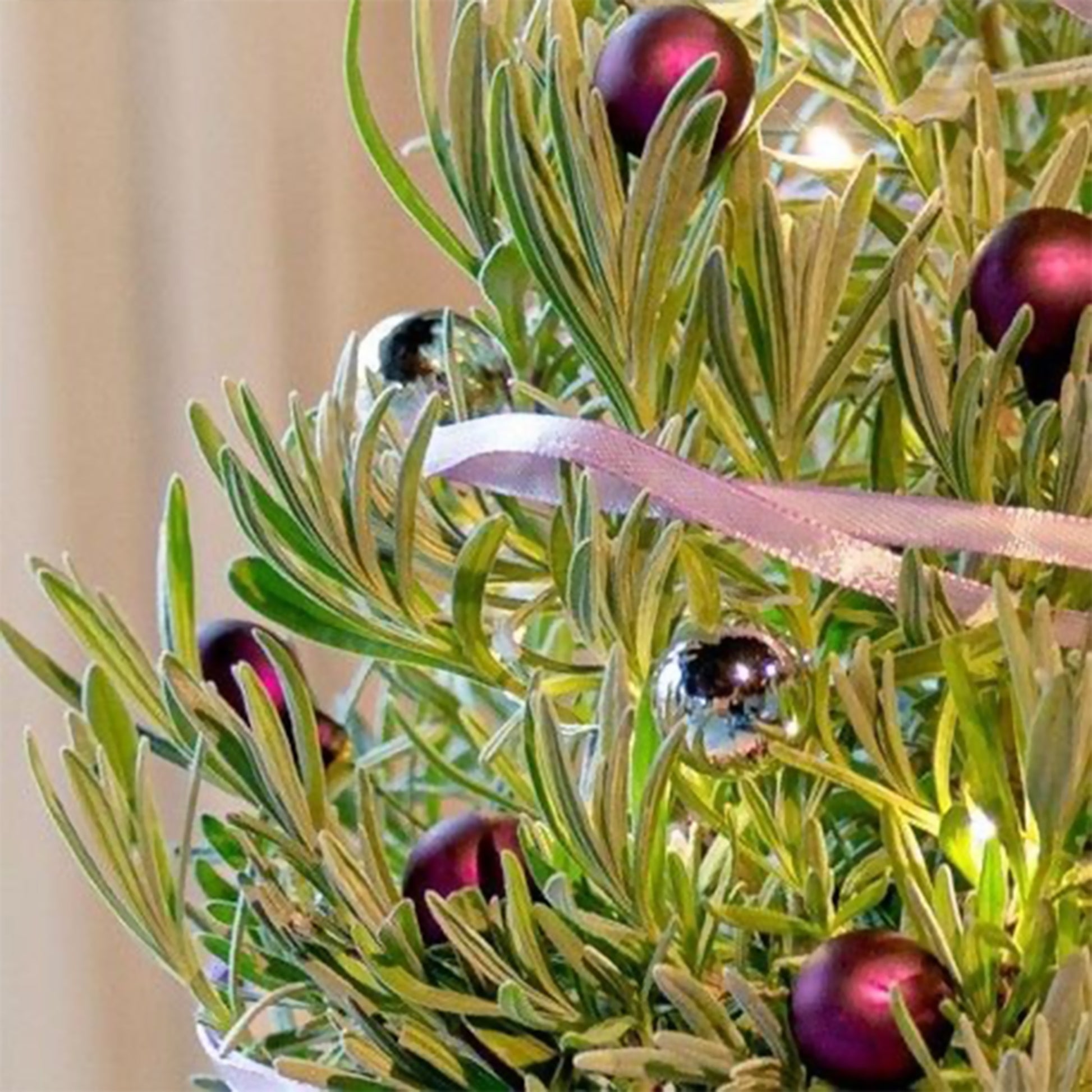 Lavendel  ' Weihnachtsbaum' - Lavandula angustifolia Christmas Tree - Bakker