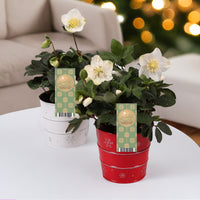 Christrose 'Christmas Carol' und sein Weihnachtstopf - Bakker