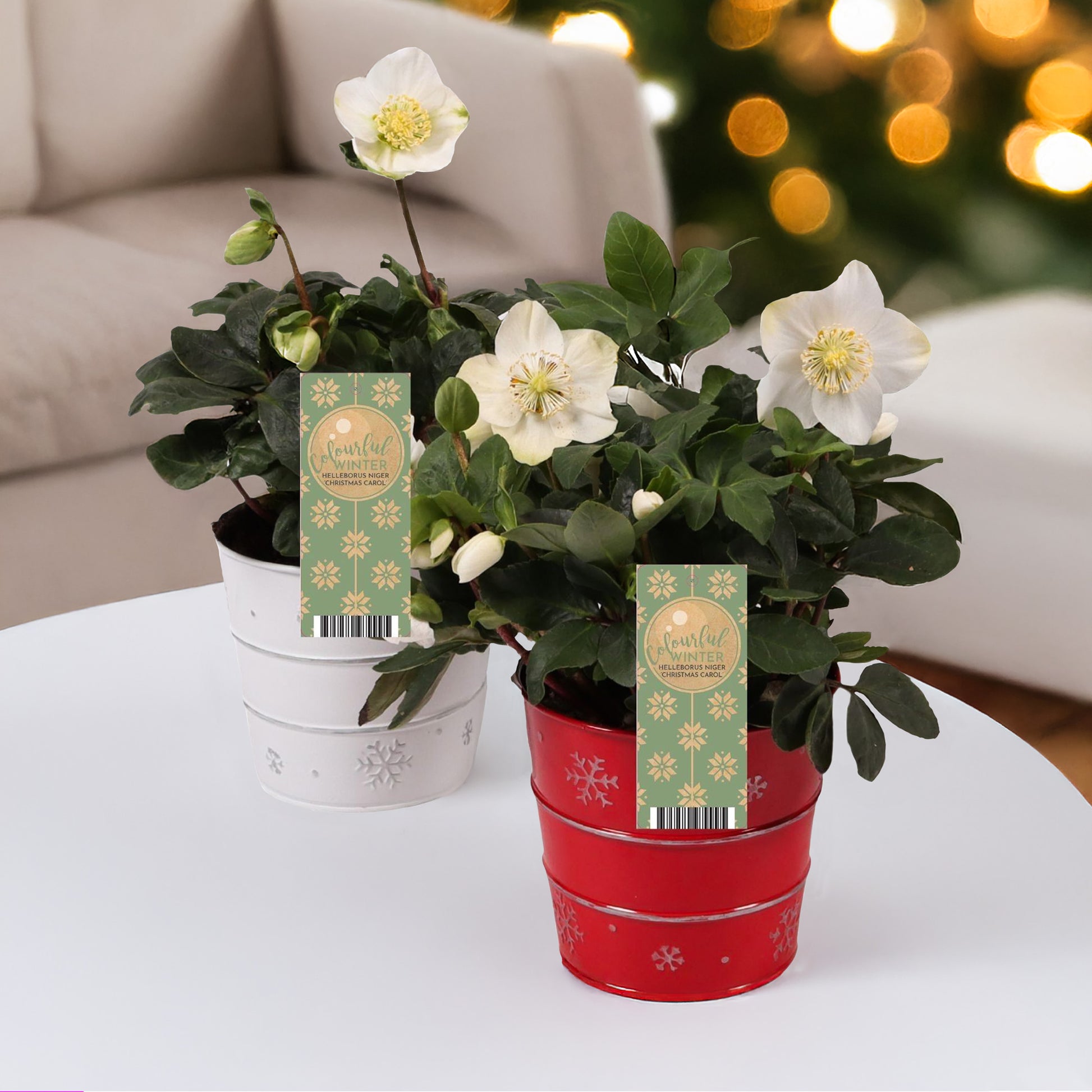 Christrose 'Christmas Carol' und sein Weihnachtstopf - Bakker