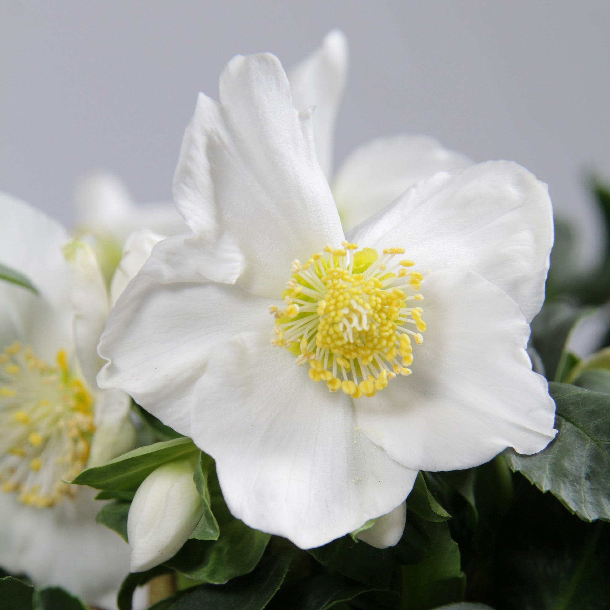 Christrose 'Christmas Carol' und sein Weihnachtstopf - Helleborus niger Christmas Carol - Bakker