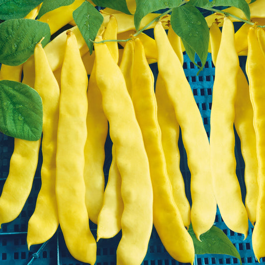 Stangenbohne mit grünen Hülsen Anita - Bakker