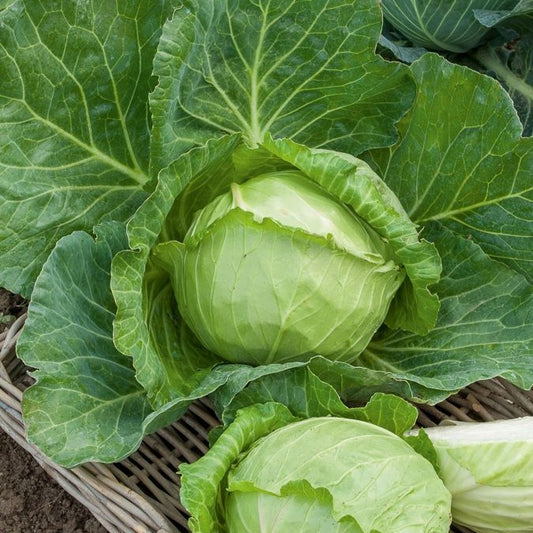 Weißkohl Nantais - Bakker