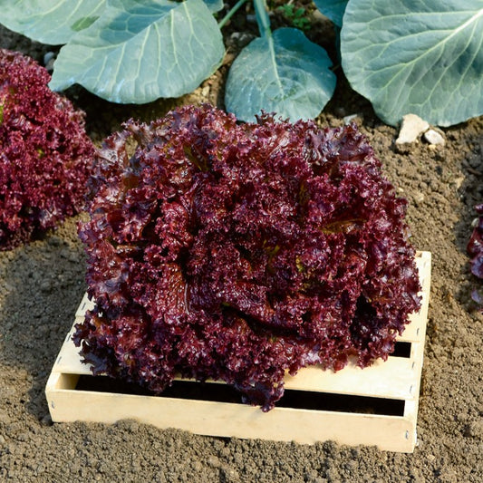 Pflücksalat Lollo Rosso - Bakker