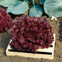 7 Monate Salat Mischung (Reine Mai, Lollo rossa, Coeur plein, Blond) - Coll. 7 mois de salades (reine mai, lollo rossa, coeur plein, blond - Bakker