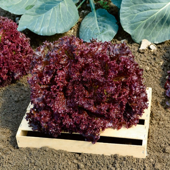 Schnittsalat Mischung (Eichblatt, Lollo Rossa, Red Sala) - Collection salades à couper : Feuille de chêne, Lollo rossa, Red sala - Gemüsegarten