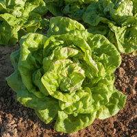 Samen für Salate - 7 Monate Salat Mischung (Reine Mai, Lollo rossa, Coeur plein, Blond) - Coll. 7 mois de salades (reine mai, lollo rossa, coeur plein, blond