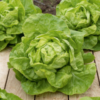 kopfsalat kühlschrank aufbewahren Saatgut Kopfsalat 'Val d'Orge' - Lactuca sativa val d'orge