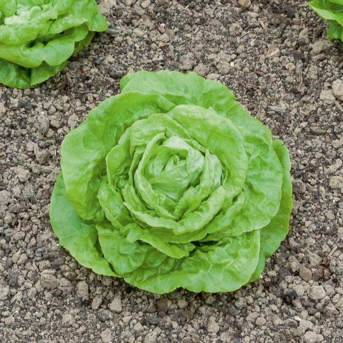 Kopfsalat Gotte Jaune d'Or - Lactuca sativa gotte jaune d'or - Bakker