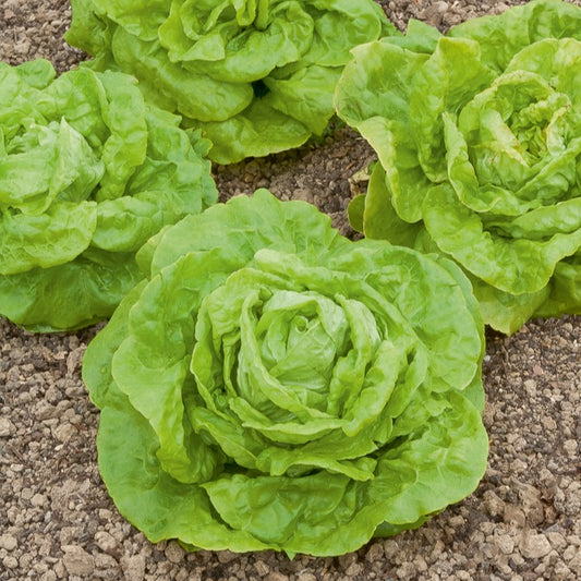 Kopfsalat Gotte Jaune d'Or - Bakker