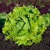 Eisbergsalat Doree de Printemps - Bakker