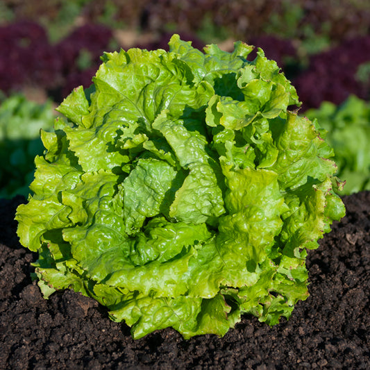 Eisbergsalat Doree de Printemps