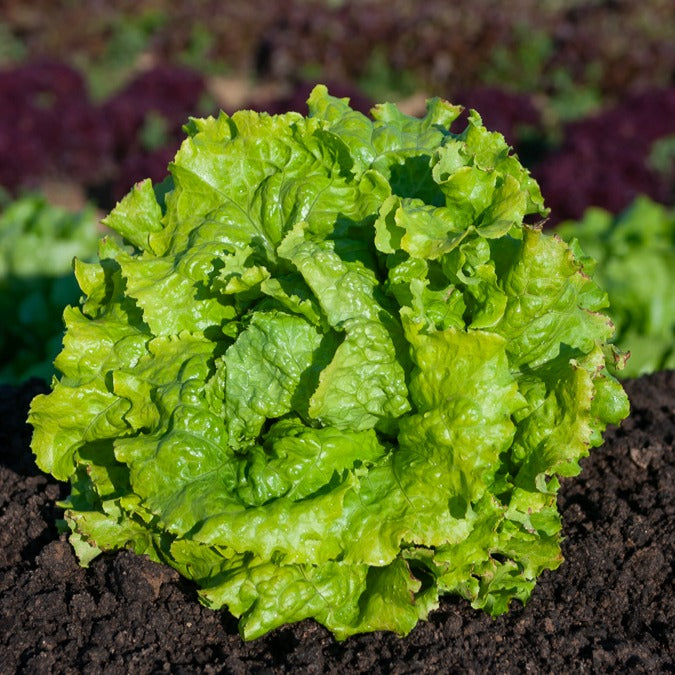 Bataviasalat Mischung (Blonde de Paris,Rouge grenobloise, Dorée de p) - Lactuca sativa Blonde de Paris, Rouge grenobloise, Dorée de printemps - Gemüsesaat