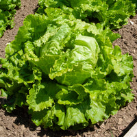 Eisbergsalat Doree de Printemps - Lactuca sativa capitata dorée de printemps (4 g) - Bakker