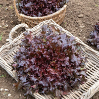 Eichblattsalat 'Red salad bowl'