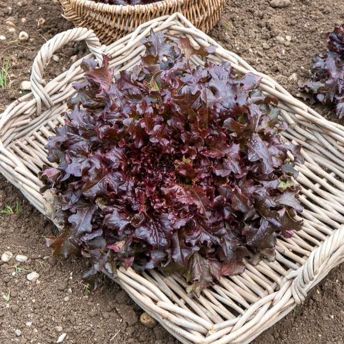 Schnittsalat Mischung (Eichblatt, Lollo Rossa, Red Sala) - Collection salades à couper : Feuille de chêne, Lollo rossa, Red sala - Gemüsegarten