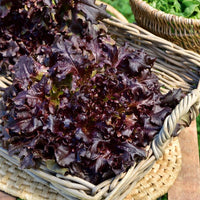 Eichblattsalat 'Red salad bowl'