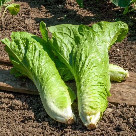 Verbesserter wilder Zuckerhut-Chicorée - Bakker