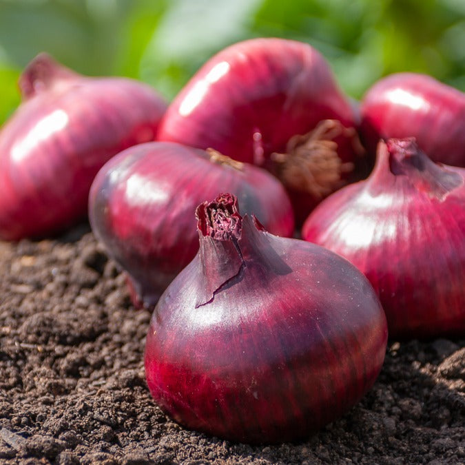 Allium cepa Rouge foncé de Brunswick - Speisezwiebel 'Braunschweiger Dunkelrot' - Zwiebelzwiebeln