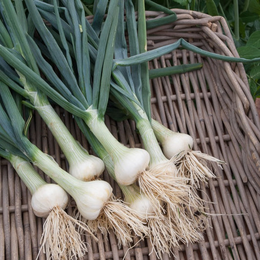 Weiße Zwiebel Hâtif de Paris - Bakker