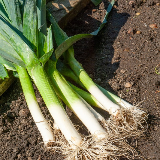 Lauch Blue de Solaise - Bakker