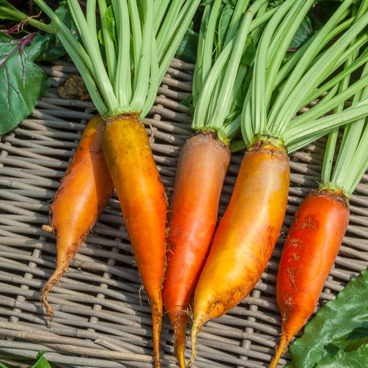 Gelbe Rübe Géante de Vauriac - Bakker