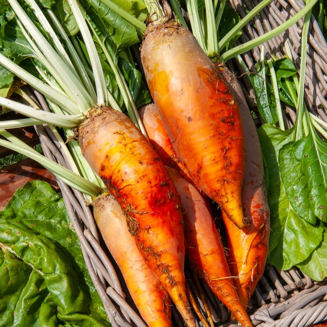 Saatgut Gelbe Rübe Géante de Vauriac - Beta vulgaris jaune géante de ...