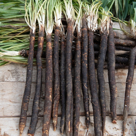 Russische Riesen Schwarzwurzel - Bakker