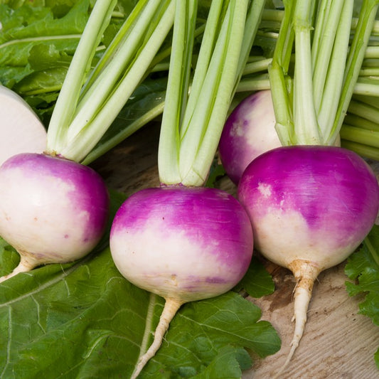 Steckrübe De Nancy - Bakker