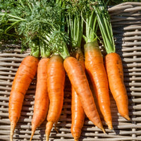 Karotte Riesen von Colmar - Daucus carota de colmar à coeur rouge 2 (5 g) - Gemüsesaat
