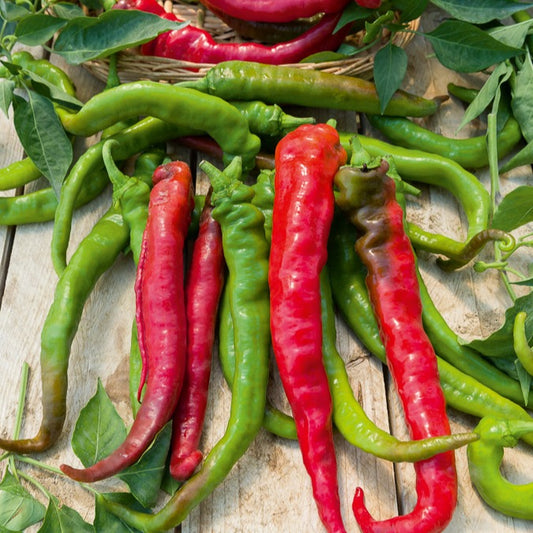 Chili Doux Long des Landes - Bakker